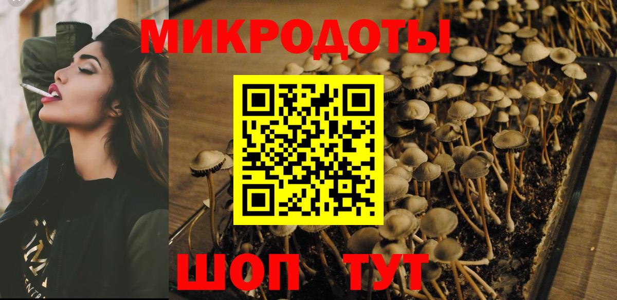 Обь  Псилоцибиновые грибы Psilocybe  Вход с VPN 
